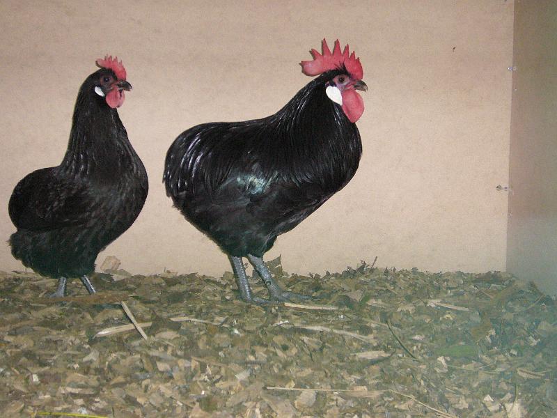 Kreisschau Coesfeld 2008 009.jpg - Kaulhühner schwarz von Peter Orthaus Preis HV96 E